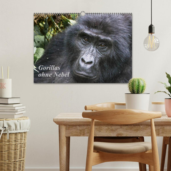 Gorillas ohne Nebel (CALVENDO Wandkalender 2026)