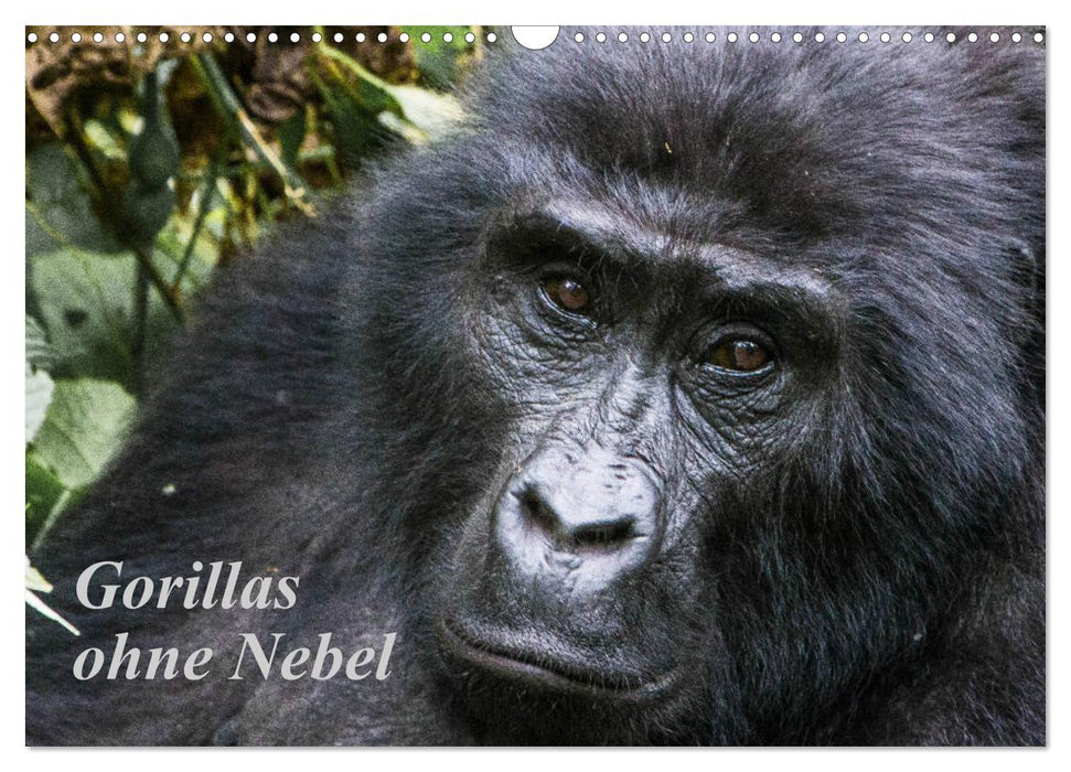 Gorillas ohne Nebel (CALVENDO Wandkalender 2026)