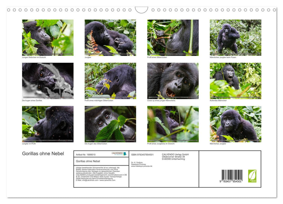 Gorillas ohne Nebel (CALVENDO Wandkalender 2026)