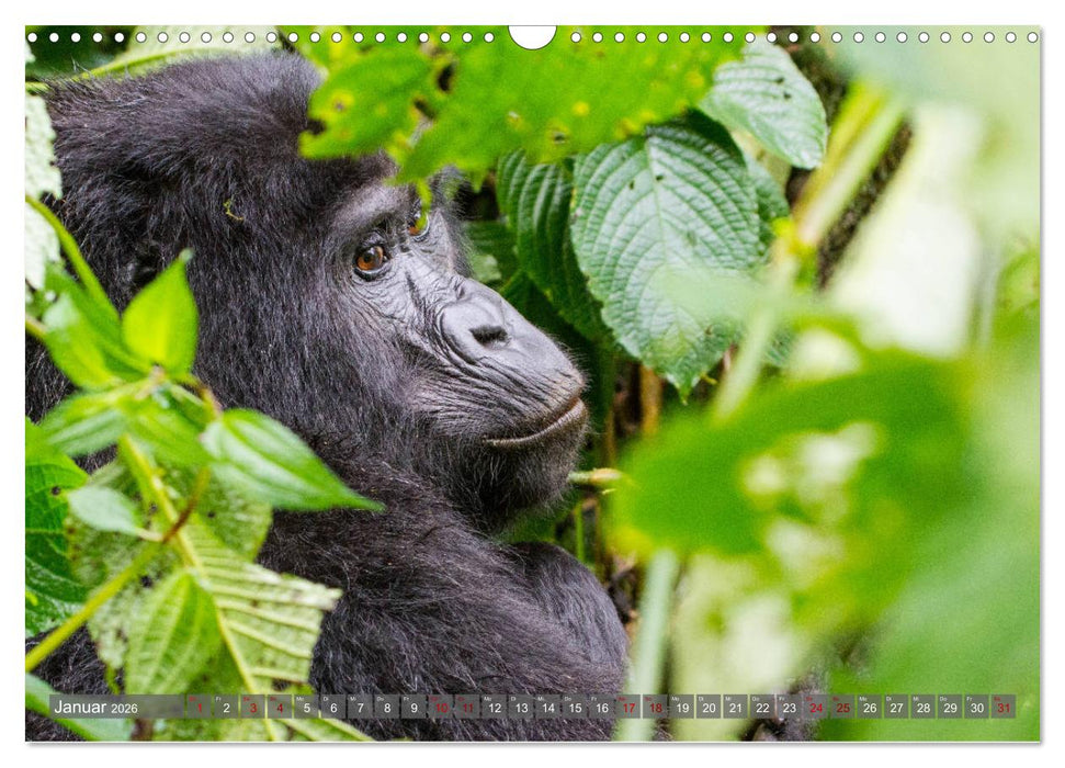 Gorillas ohne Nebel (CALVENDO Wandkalender 2026)