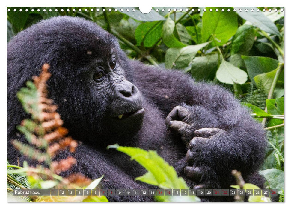 Gorillas ohne Nebel (CALVENDO Wandkalender 2026)