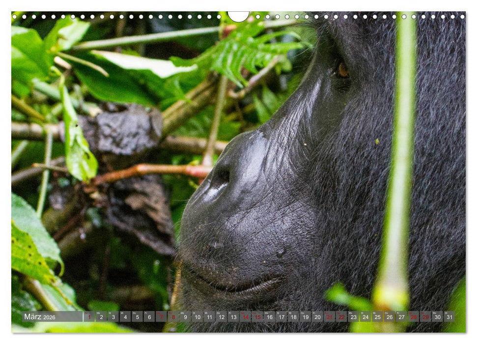 Gorillas ohne Nebel (CALVENDO Wandkalender 2026)