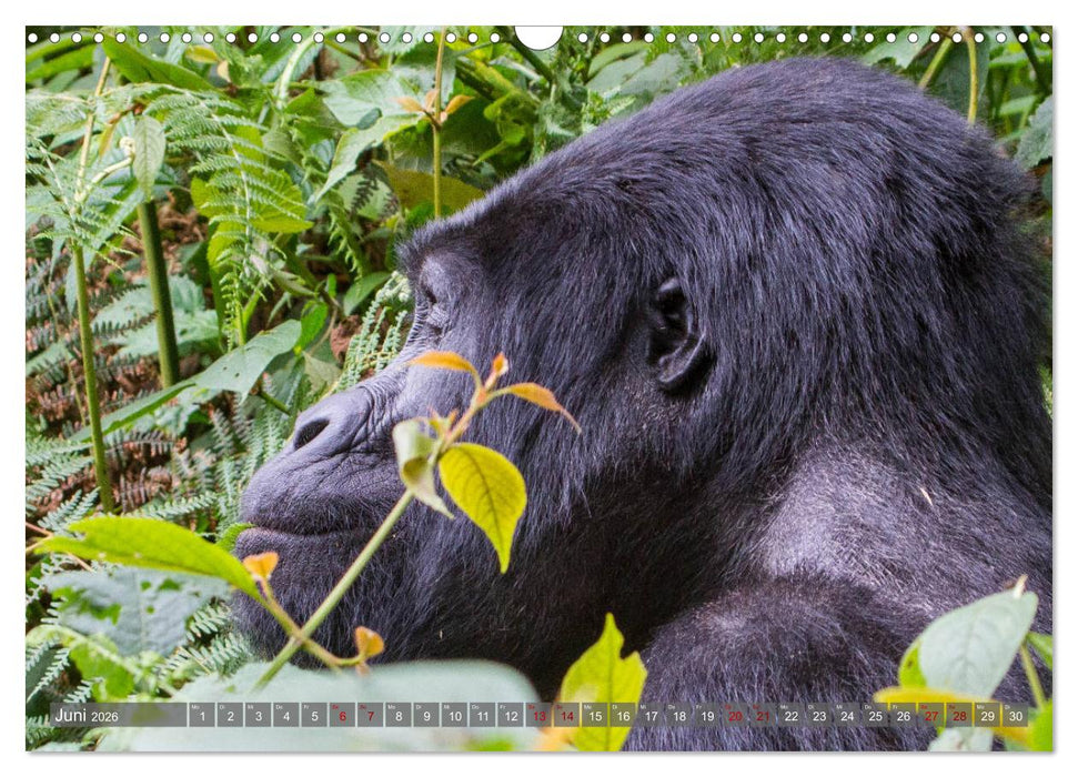 Gorillas ohne Nebel (CALVENDO Wandkalender 2026)