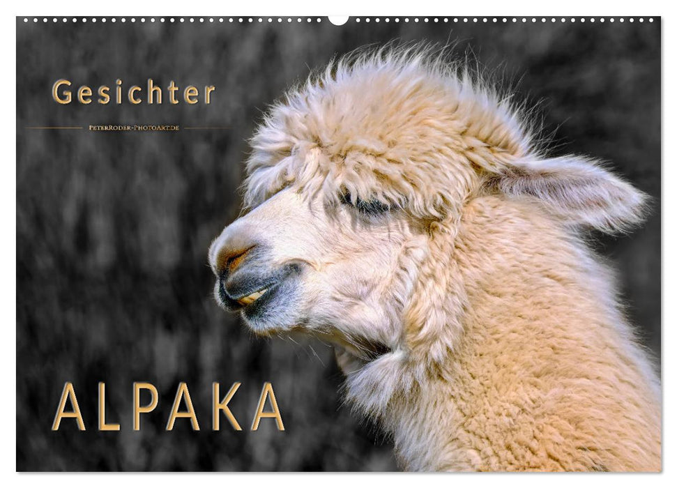 Alpaka Gesichter (CALVENDO Wandkalender 2026)