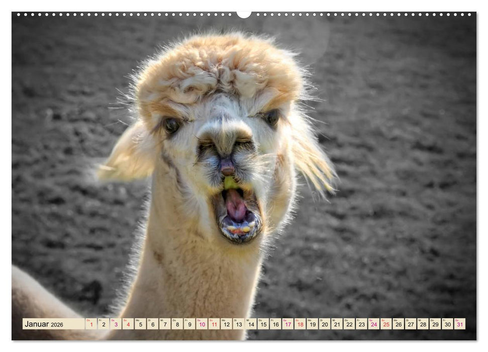 Alpaka Gesichter (CALVENDO Wandkalender 2026)