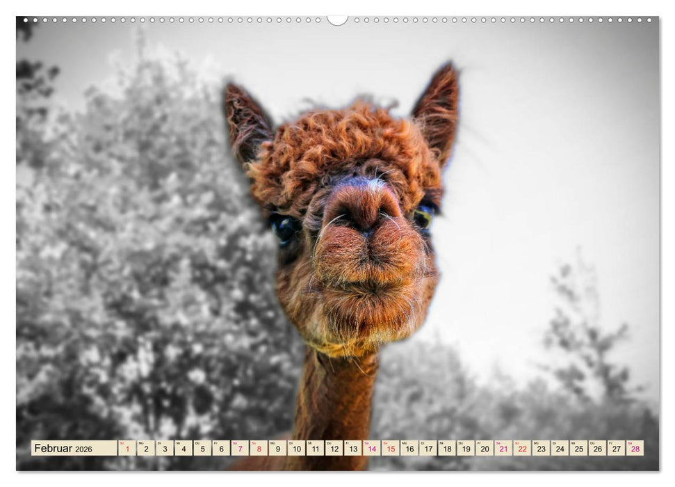 Alpaka Gesichter (CALVENDO Wandkalender 2026)