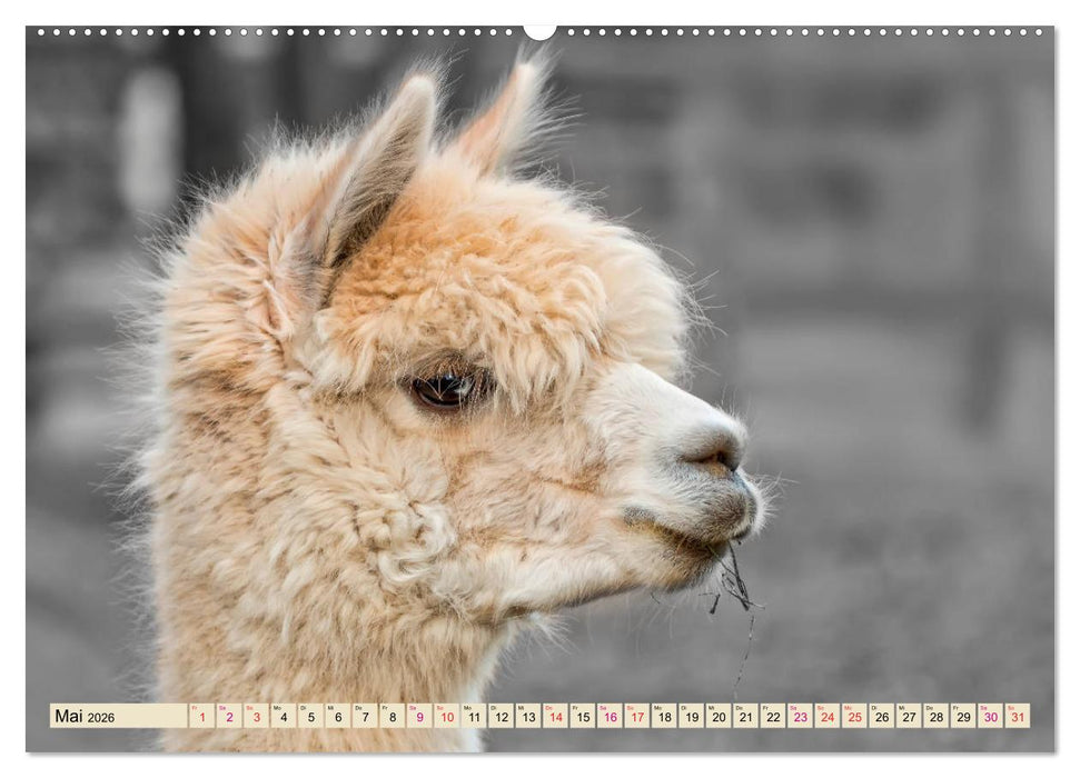 Alpaka Gesichter (CALVENDO Wandkalender 2026)