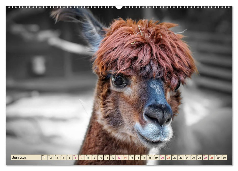 Alpaka Gesichter (CALVENDO Wandkalender 2026)