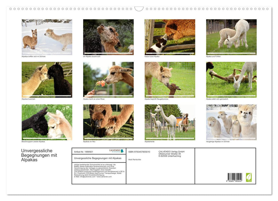Unvergessliche Begegnungen mit Alpakas (CALVENDO Wandkalender 2026)