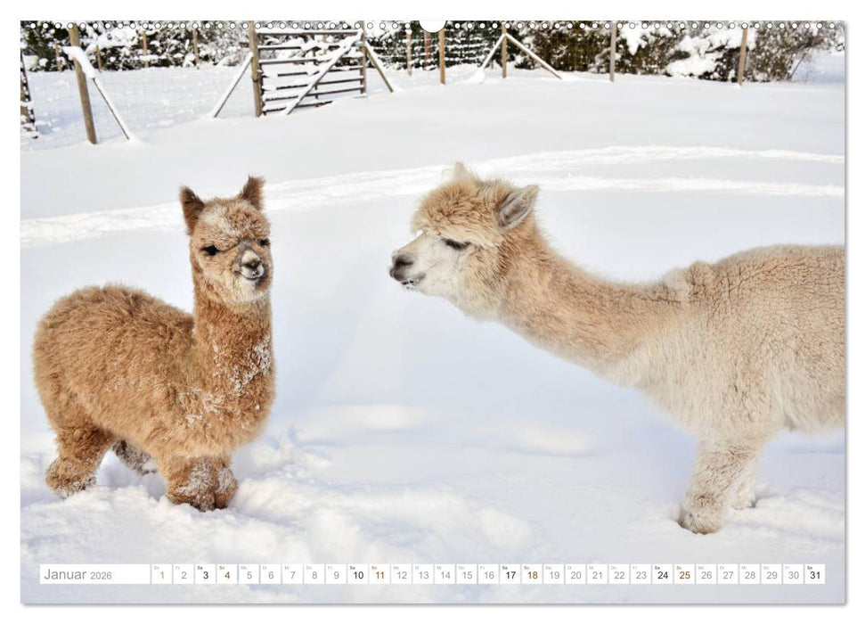 Unvergessliche Begegnungen mit Alpakas (CALVENDO Wandkalender 2026)