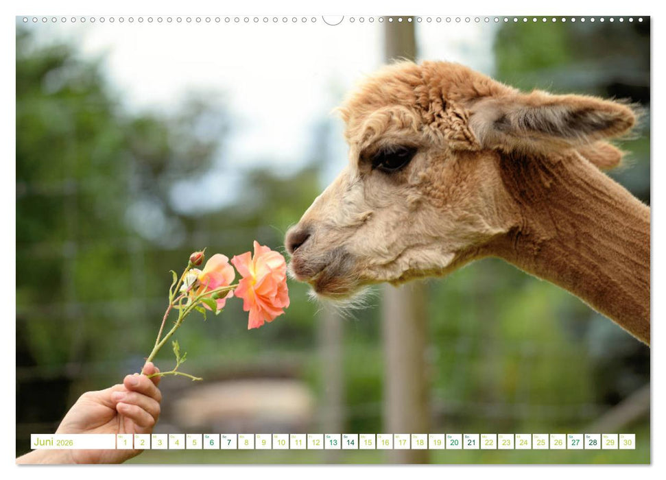 Unvergessliche Begegnungen mit Alpakas (CALVENDO Wandkalender 2026)