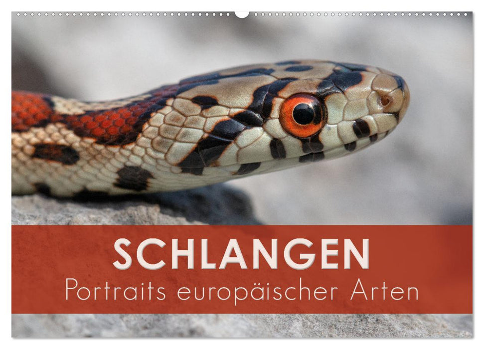 Schlangen - Portraits europäischer Arten (CALVENDO Wandkalender 2026)