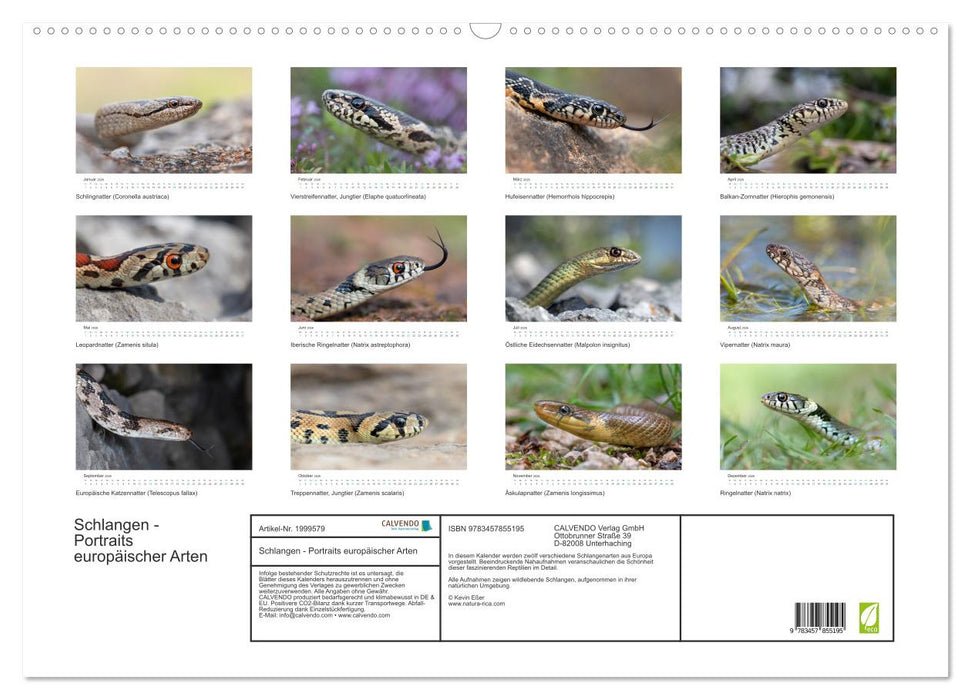 Schlangen - Portraits europäischer Arten (CALVENDO Wandkalender 2026)