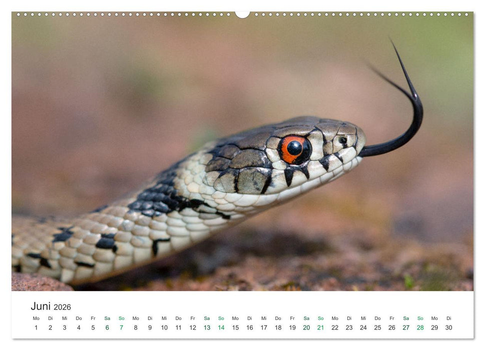 Schlangen - Portraits europäischer Arten (CALVENDO Wandkalender 2026)