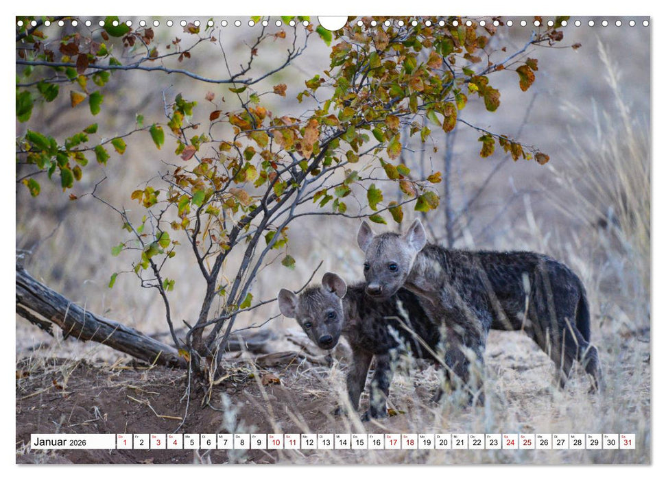 Hyänen - groß und klein (CALVENDO Wandkalender 2026)