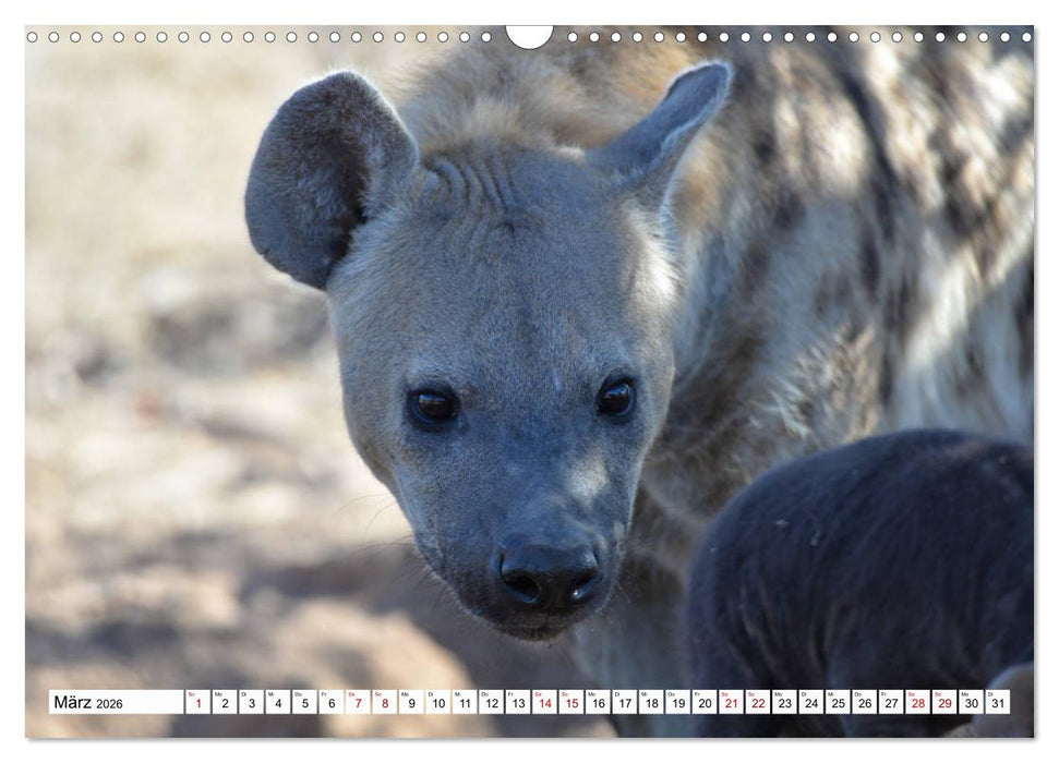 Hyänen - groß und klein (CALVENDO Wandkalender 2026)