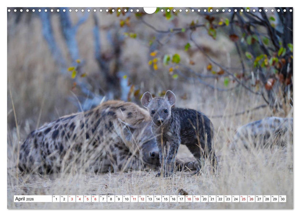 Hyänen - groß und klein (CALVENDO Wandkalender 2026)