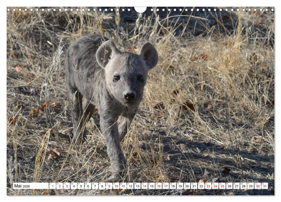 Hyänen - groß und klein (CALVENDO Wandkalender 2026)