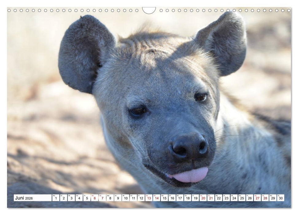Hyänen - groß und klein (CALVENDO Wandkalender 2026)