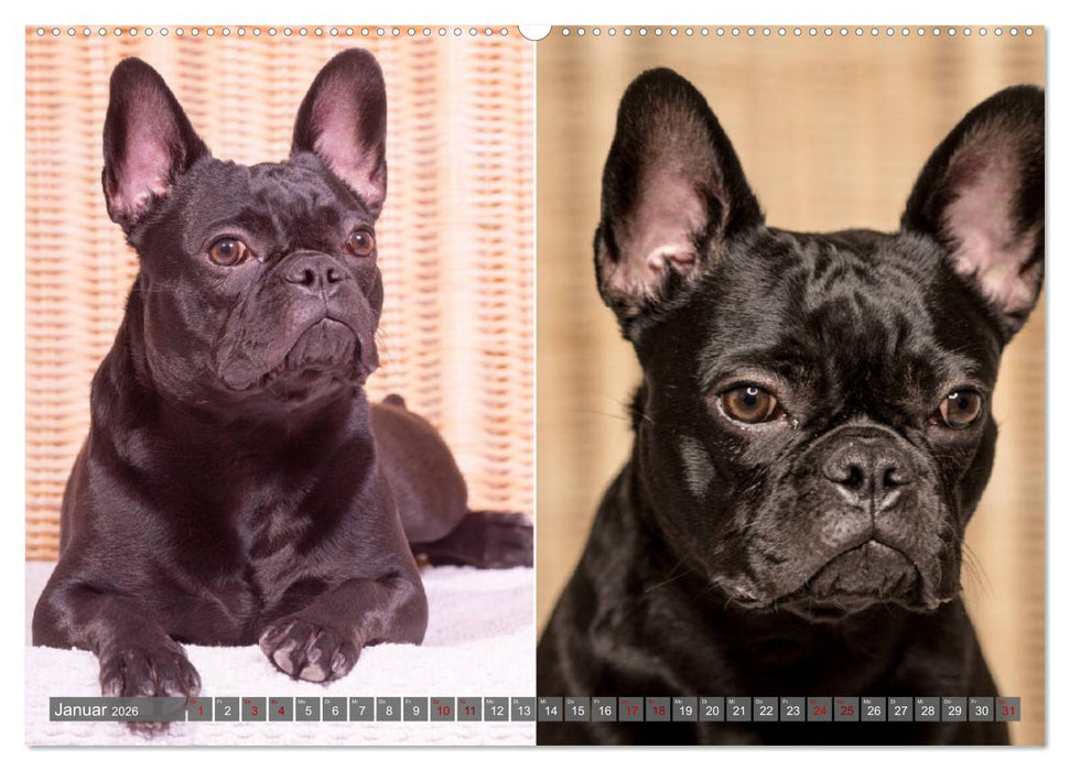 French Bully´s - Große Schätze auf kleinen Pfoten (CALVENDO Wandkalender 2026)