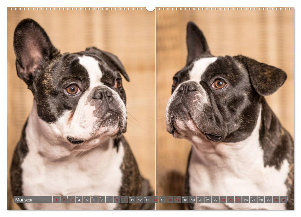 French Bully´s - Große Schätze auf kleinen Pfoten (CALVENDO Wandkalender 2026)