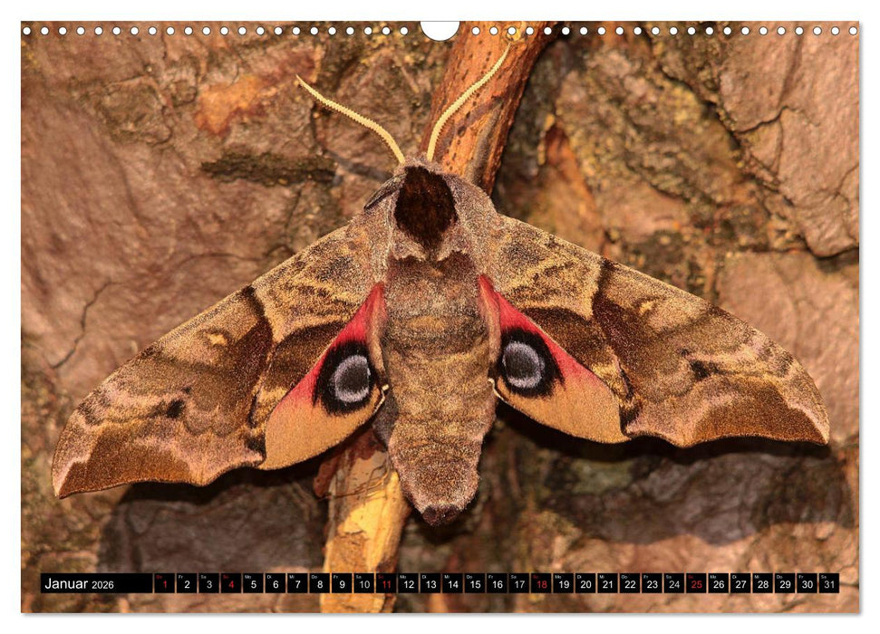 Seltene Schmetterlinge in Deutschland (CALVENDO Wandkalender 2026)