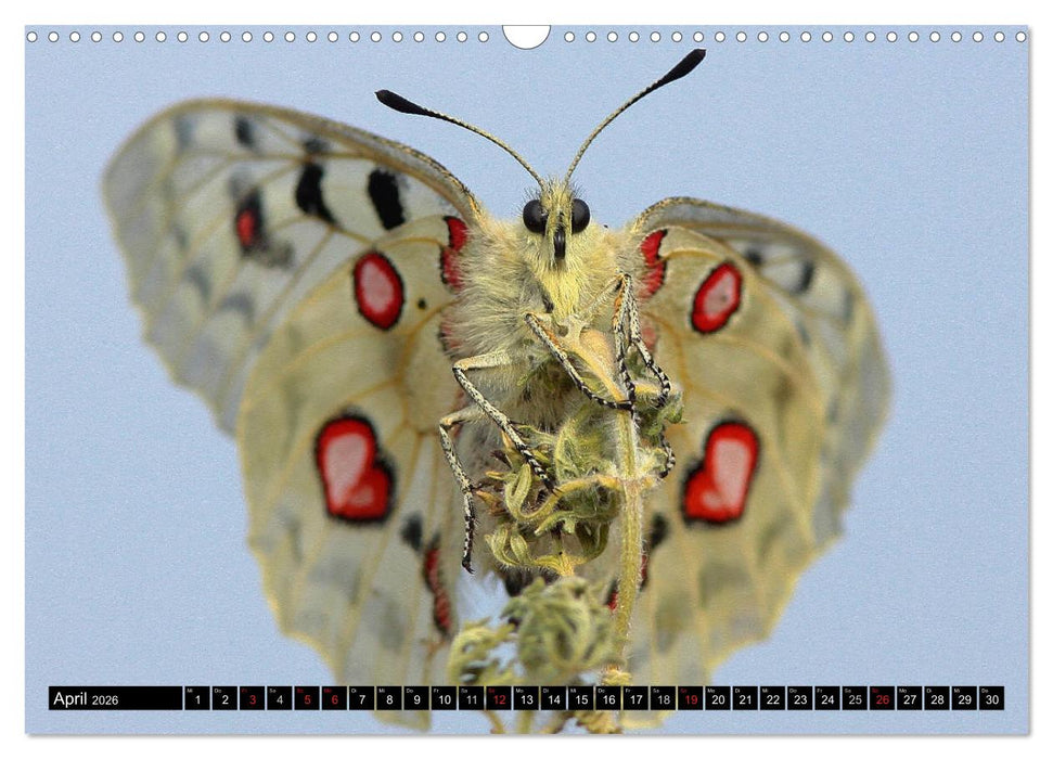 Seltene Schmetterlinge in Deutschland (CALVENDO Wandkalender 2026)