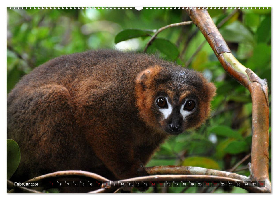 Planet der seltenen Affen (CALVENDO Wandkalender 2026)
