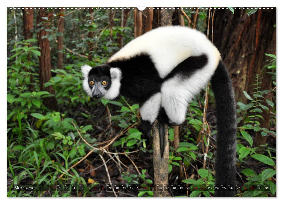 Planet der seltenen Affen (CALVENDO Wandkalender 2026)