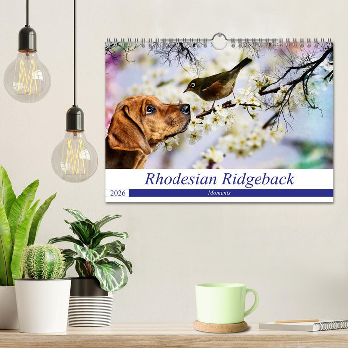 Rhodesian Ridgeback - Moments (CALVENDO Wandkalender 2026)