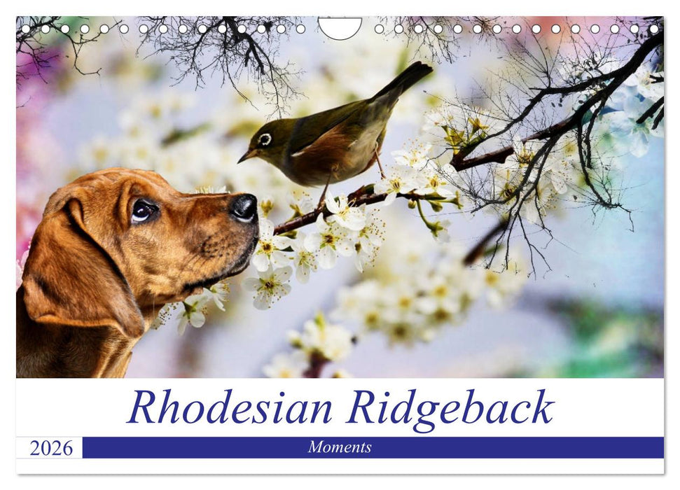 Rhodesian Ridgeback - Moments (CALVENDO Wandkalender 2026)