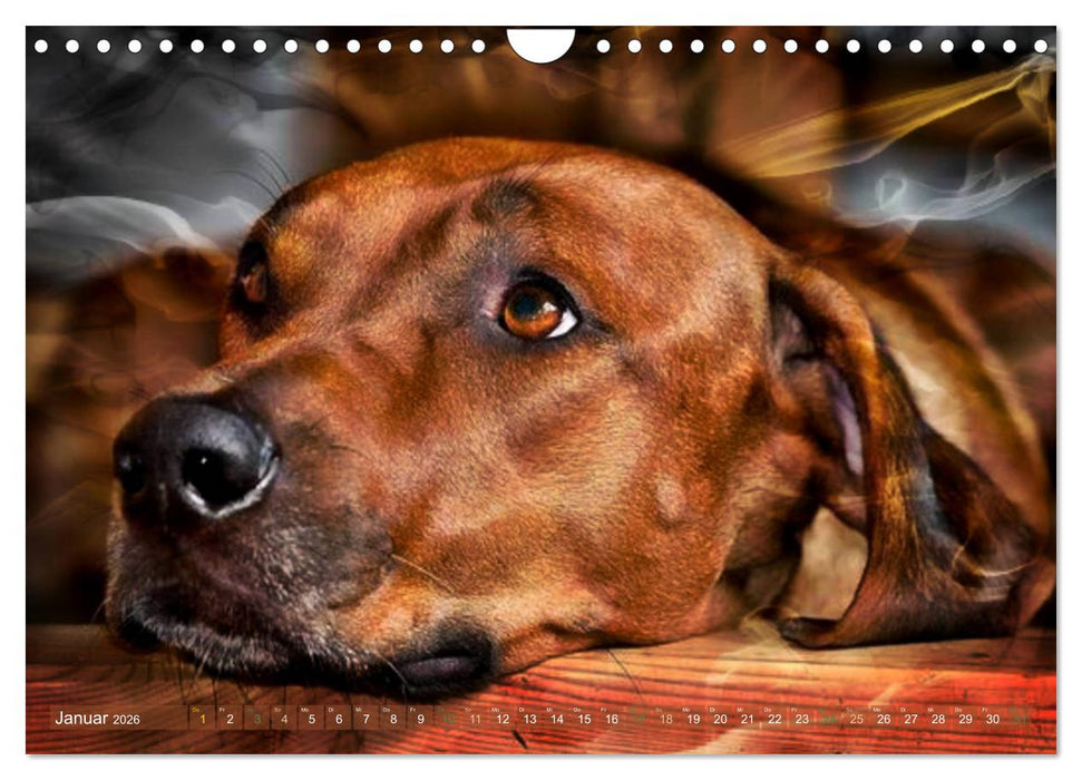 Rhodesian Ridgeback - Moments (CALVENDO Wandkalender 2026)