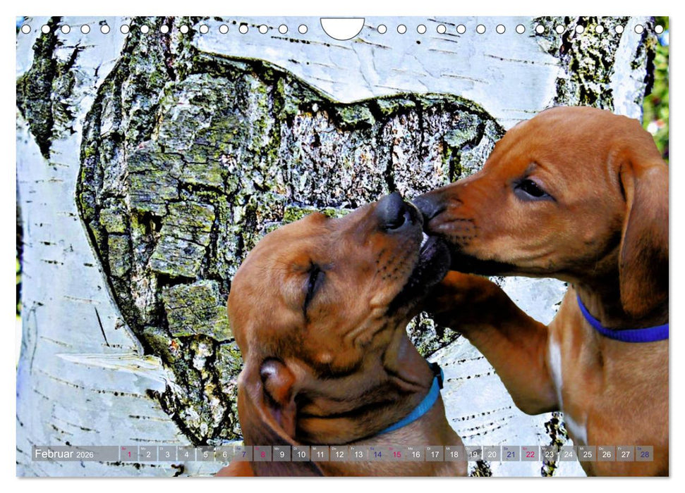 Rhodesian Ridgeback - Moments (CALVENDO Wandkalender 2026)