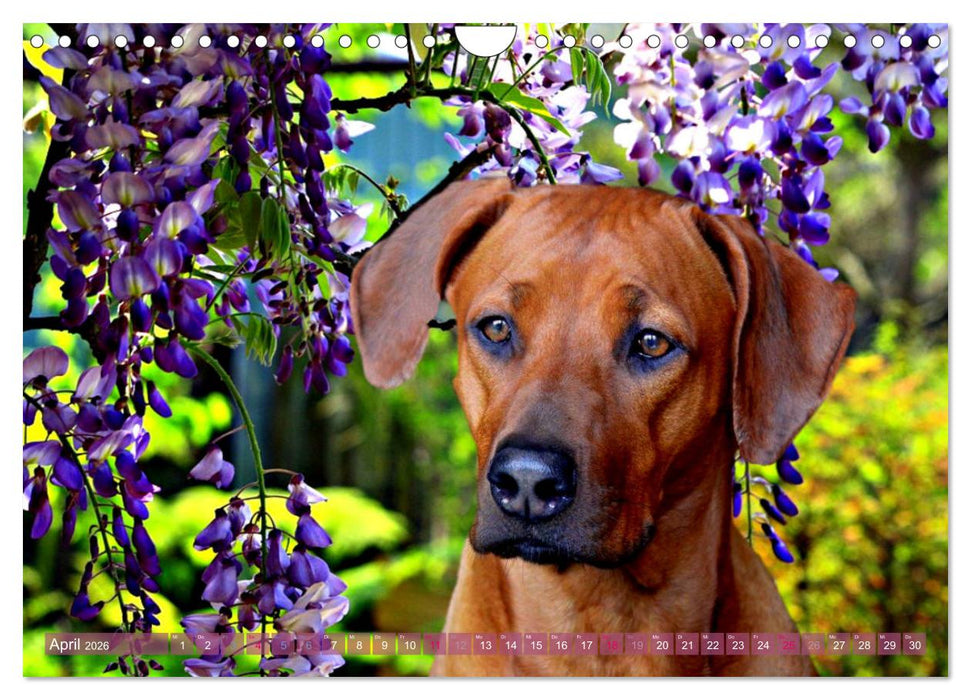 Rhodesian Ridgeback - Moments (CALVENDO Wandkalender 2026)