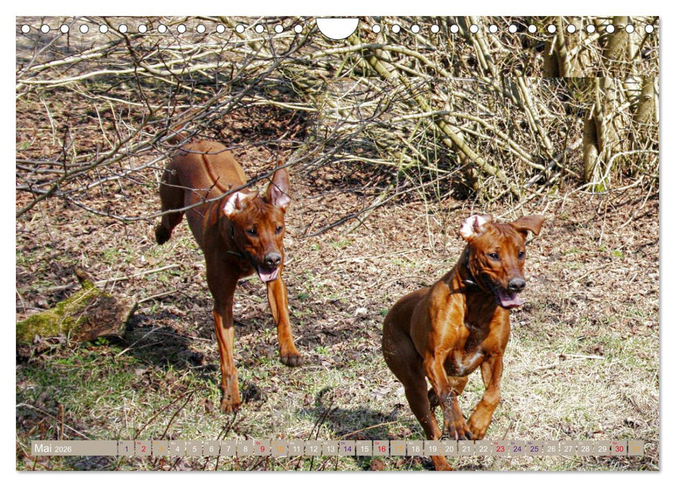 Rhodesian Ridgeback - Moments (CALVENDO Wandkalender 2026)