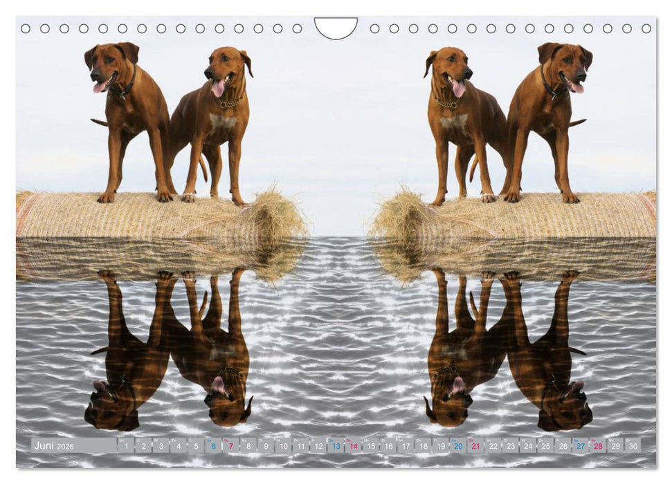 Rhodesian Ridgeback - Moments (CALVENDO Wandkalender 2026)