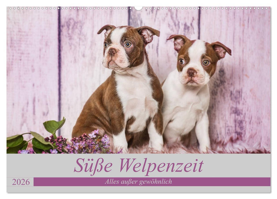 Süße Welpenzeit - Alles außer gewöhnlich (CALVENDO Wandkalender 2026)