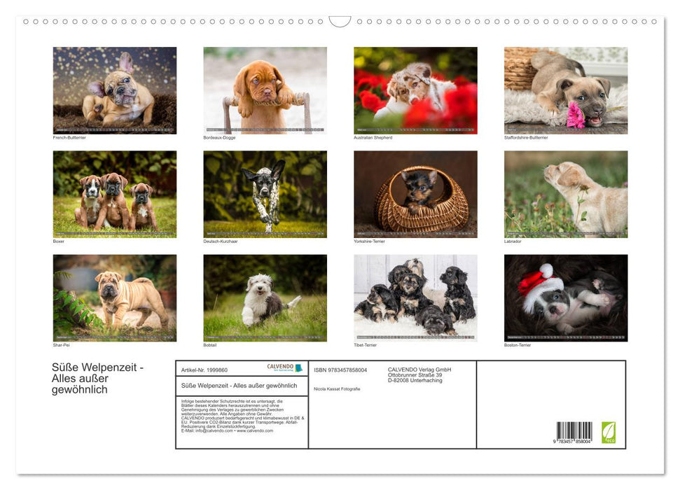 Süße Welpenzeit - Alles außer gewöhnlich (CALVENDO Wandkalender 2026)