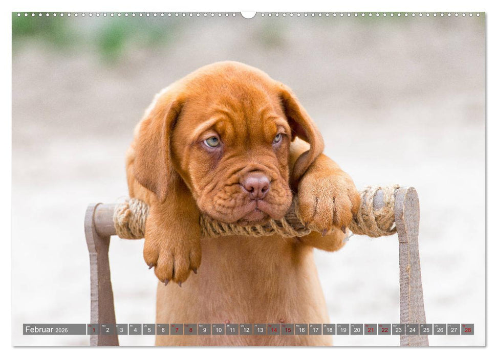 Süße Welpenzeit - Alles außer gewöhnlich (CALVENDO Wandkalender 2026)
