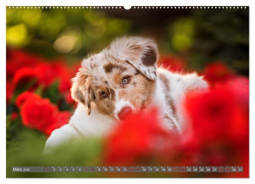 Süße Welpenzeit - Alles außer gewöhnlich (CALVENDO Wandkalender 2026)
