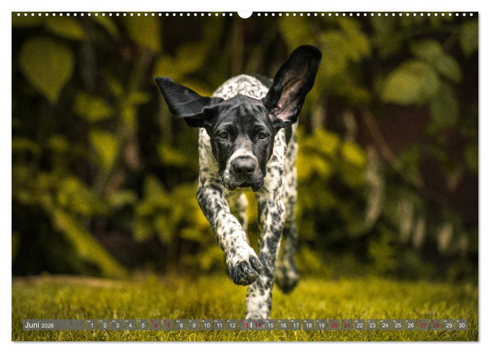 Süße Welpenzeit - Alles außer gewöhnlich (CALVENDO Wandkalender 2026)