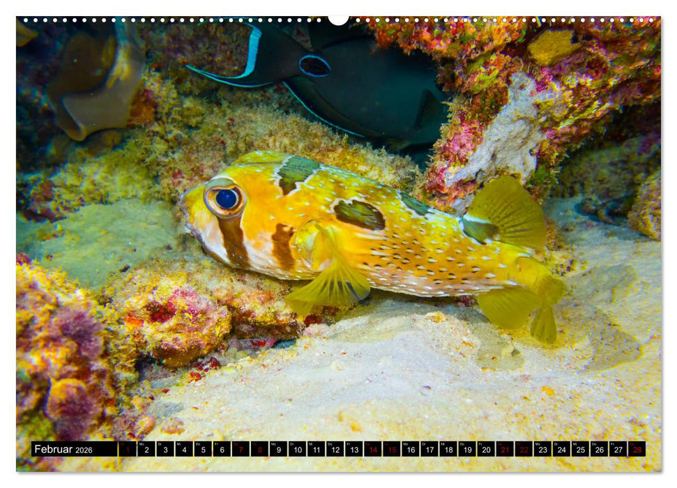 Tauchen auf den Sychellen (CALVENDO Wandkalender 2026)