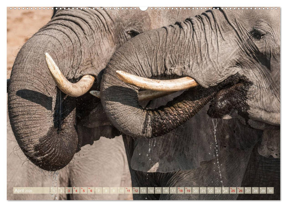 Chobe River - Eine spannende Flussfahrt in Botswana (CALVENDO Wandkalender 2026)