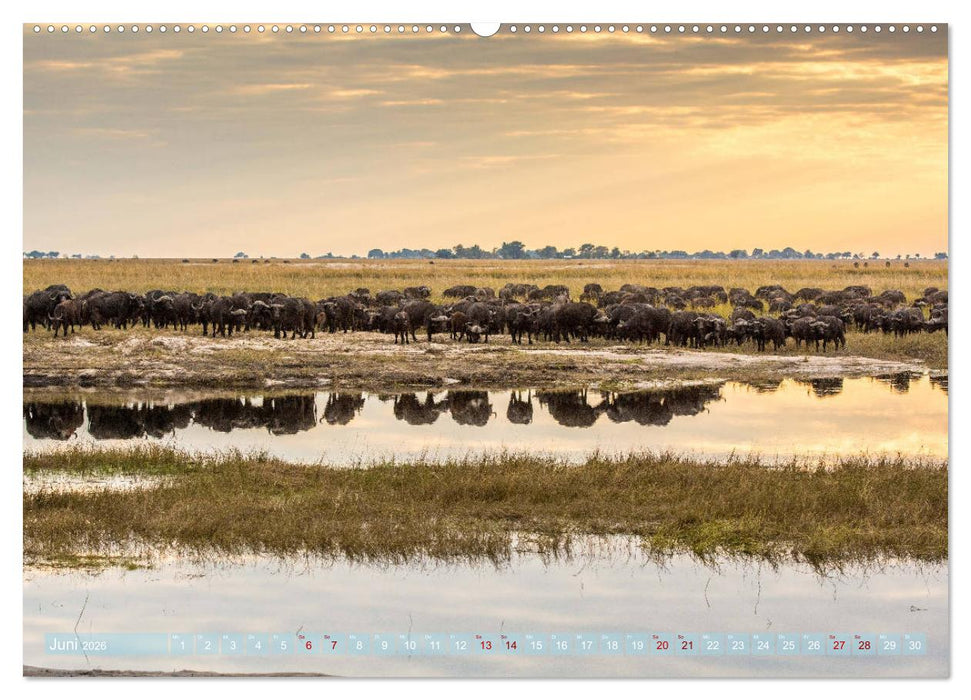 Chobe River - Eine spannende Flussfahrt in Botswana (CALVENDO Wandkalender 2026)