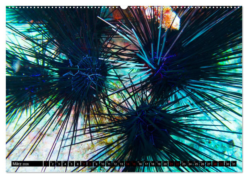 Tauchen auf den Sychellen (CALVENDO Premium Wandkalender 2026)