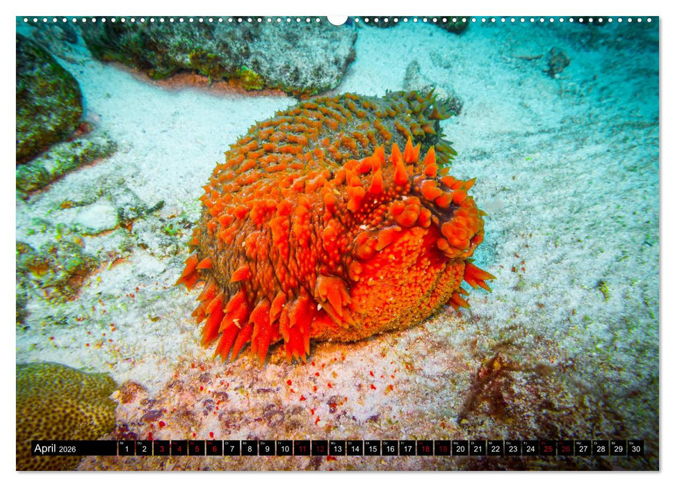 Tauchen auf den Sychellen (CALVENDO Premium Wandkalender 2026)