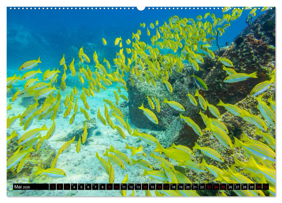 Tauchen auf den Sychellen (CALVENDO Premium Wandkalender 2026)