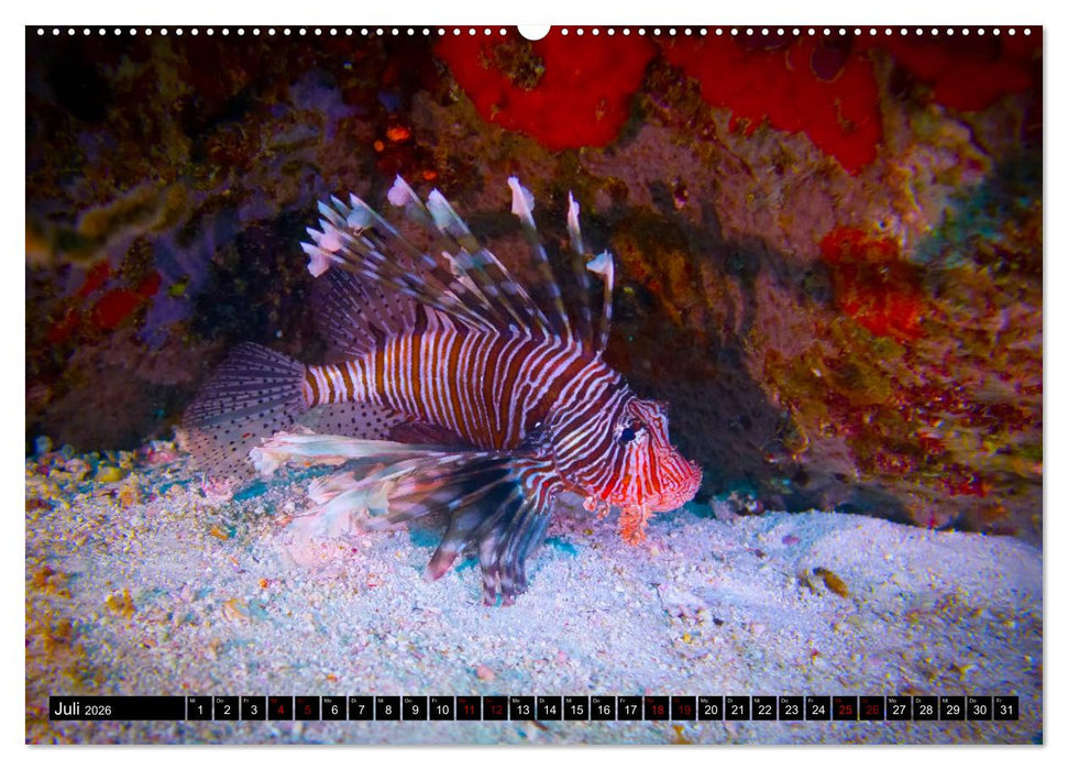 Tauchen auf den Sychellen (CALVENDO Premium Wandkalender 2026)