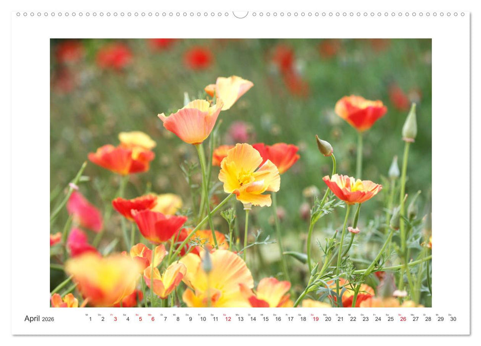 Blüten eines Sommers (CALVENDO Wandkalender 2026)