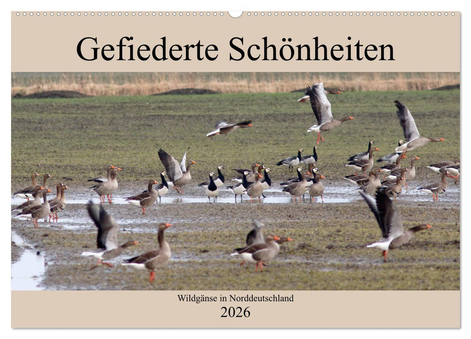 Gefiederte Schönheiten - Wildgänse in Norddeutschland (CALVENDO Wandkalender 2026)